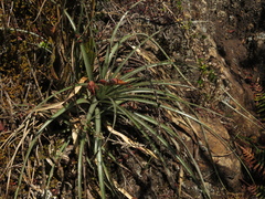 Puya lineata