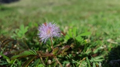 Mimosa pudica