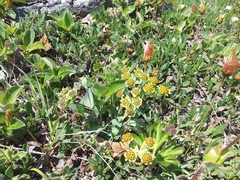 Bupleurum triradiatum