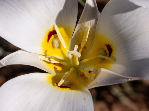 Sego Lily