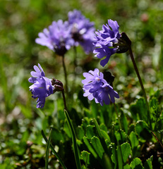 Primula glutinosa