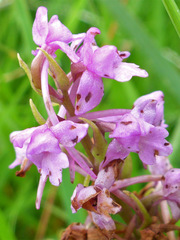 Gymnadenia