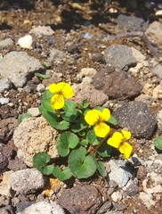 Viola crassa