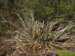 Puya bicolor
