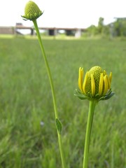Rudbeckia texana