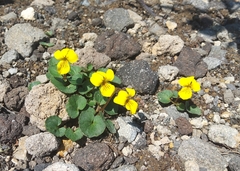 Viola crassa