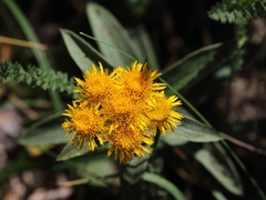 Pentanema germanicum