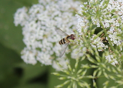 Epistrophe grossulariae