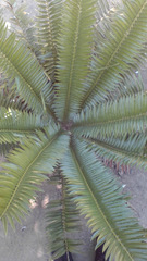 Encephalartos