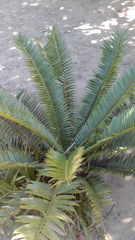Encephalartos
