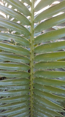 Encephalartos