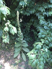 Verbascum thapsus