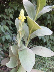 Verbascum thapsus