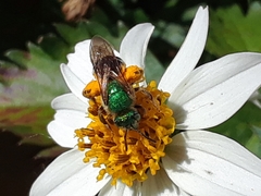Agapostemon virescens