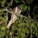 Starry Owlet-Nightjar - Photo (c) Nik Borrow, some rights reserved (CC BY-NC), uploaded by Nik Borrow