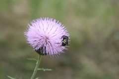 Bombus pensylvanicus