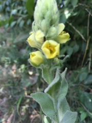 Verbascum thapsus