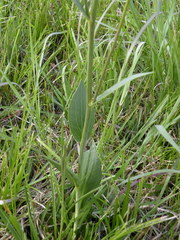 Rudbeckia texana