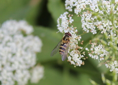 Epistrophe grossulariae