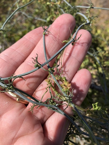 Ibervillea tenuisecta