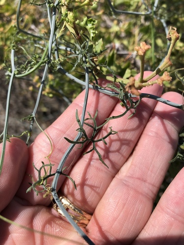 Ibervillea tenuisecta
