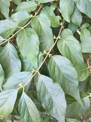 Lonicera maackii