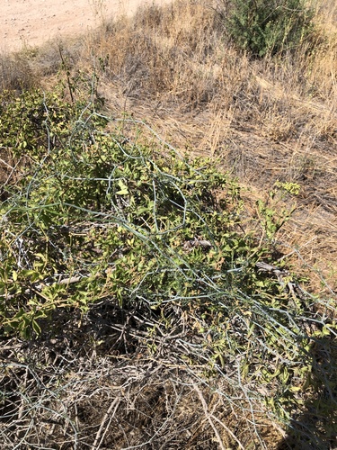 Ibervillea tenuisecta