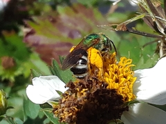 Agapostemon virescens