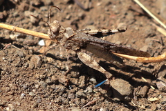 Trimerotropis occidentiloides