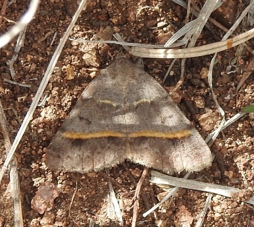 Ptichodis bucetum photo 5