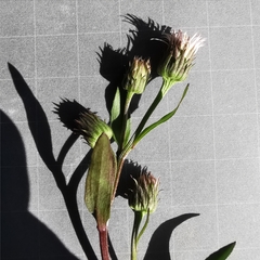 Erigeron acris angulosus