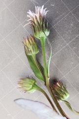 Erigeron acris angulosus