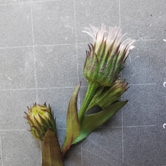 Erigeron acris angulosus