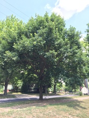 Quercus macrocarpa