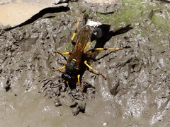 Sceliphron destillatorium