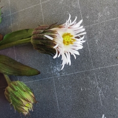 Erigeron acris angulosus