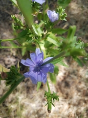 Cichorium intybus