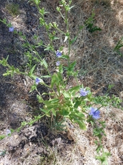 Cichorium intybus