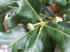 Quercus macrocarpa