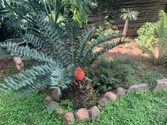 Encephalartos ferox