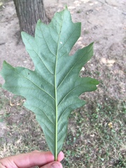 Quercus macrocarpa