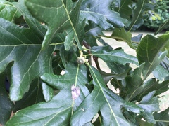 Quercus macrocarpa