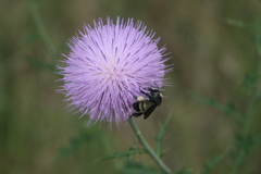 Bombus pensylvanicus