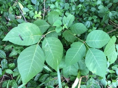Toxicodendron radicans
