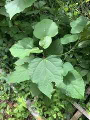Clerodendrum bungei