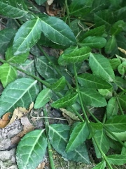 Euonymus fortunei