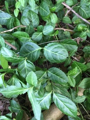 Euonymus fortunei
