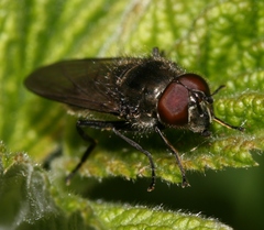 Cheilosia variabilis