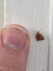 Cenopis diluticostana