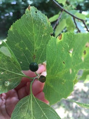 Celtis occidentalis
